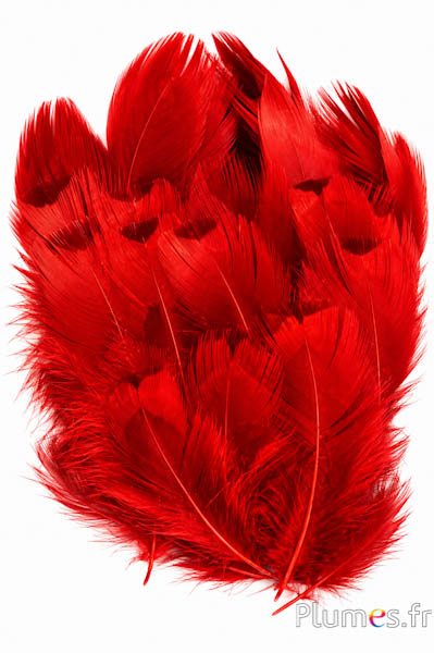 Fazant van Colchis - gebleekt - 5-11 cm - rood